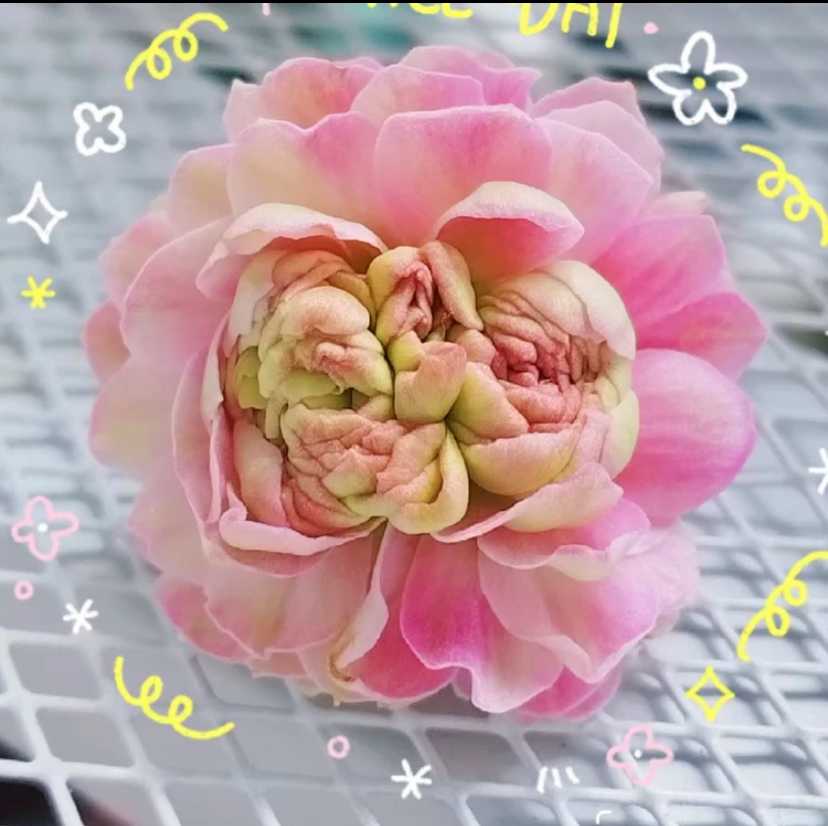 长寿花【闭月】110精美盆栽