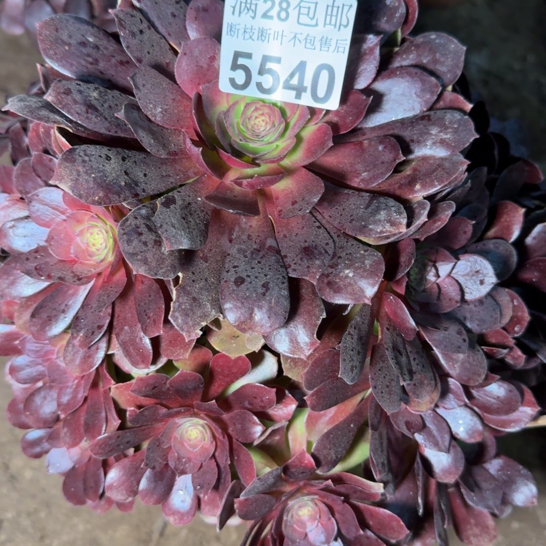 大***胖5540美人多肉植物