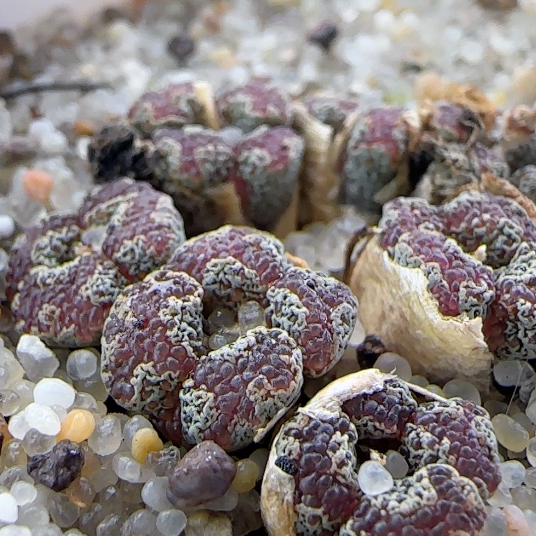 2.25.13/超蝶勋章/