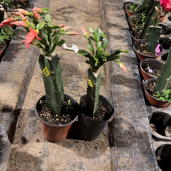 827+828嫁接蟹爪兰：索菲亚两颗