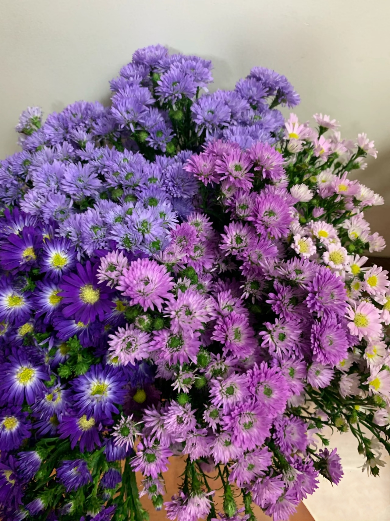 【源头一手价】 随机色孔雀草 云南基地鲜花 直发 家养水养