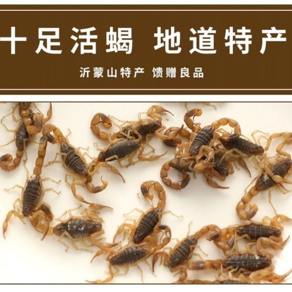 沂蒙山食用活体蝎子宠物野性十足全蝎可泡酒油炸煲汤入药全虫昆虫