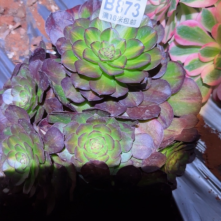 多肉法师倾城中斑