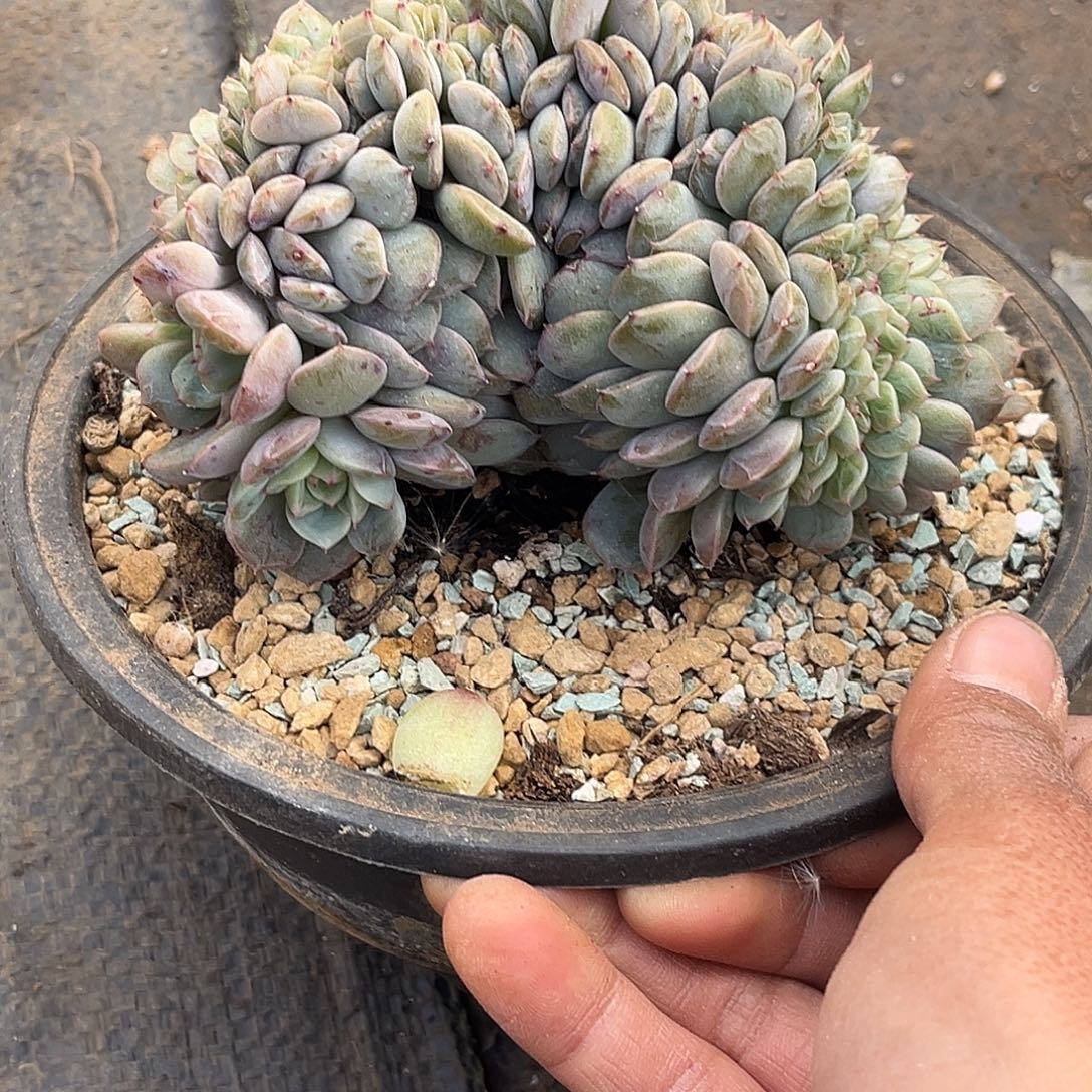 辣***妈暗纹珍妮杂缀化多肉