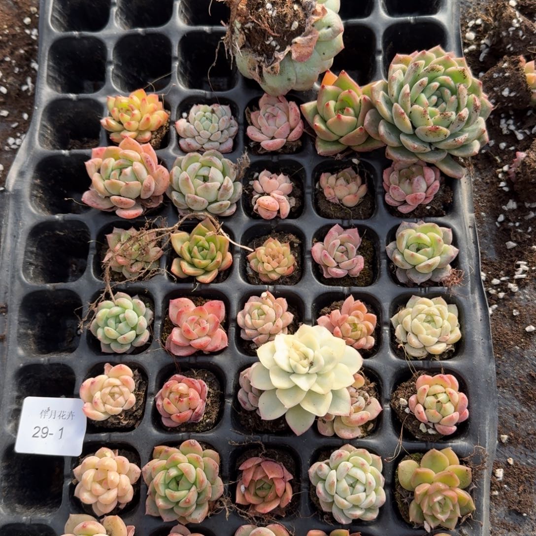 29-1糖心珍妮麦秆东云混合四十颗加白鸢锦一颗量拍左五