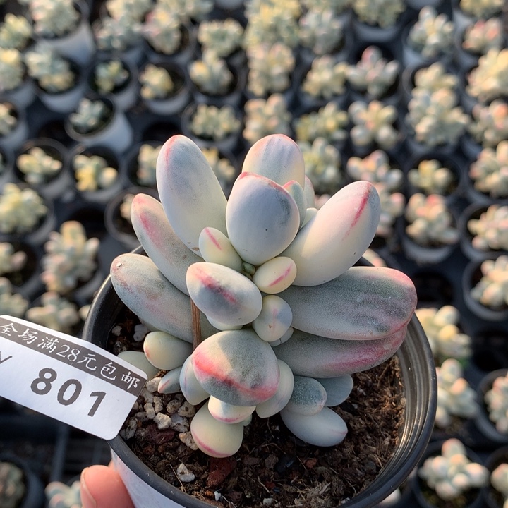 乒乓801多肉植物