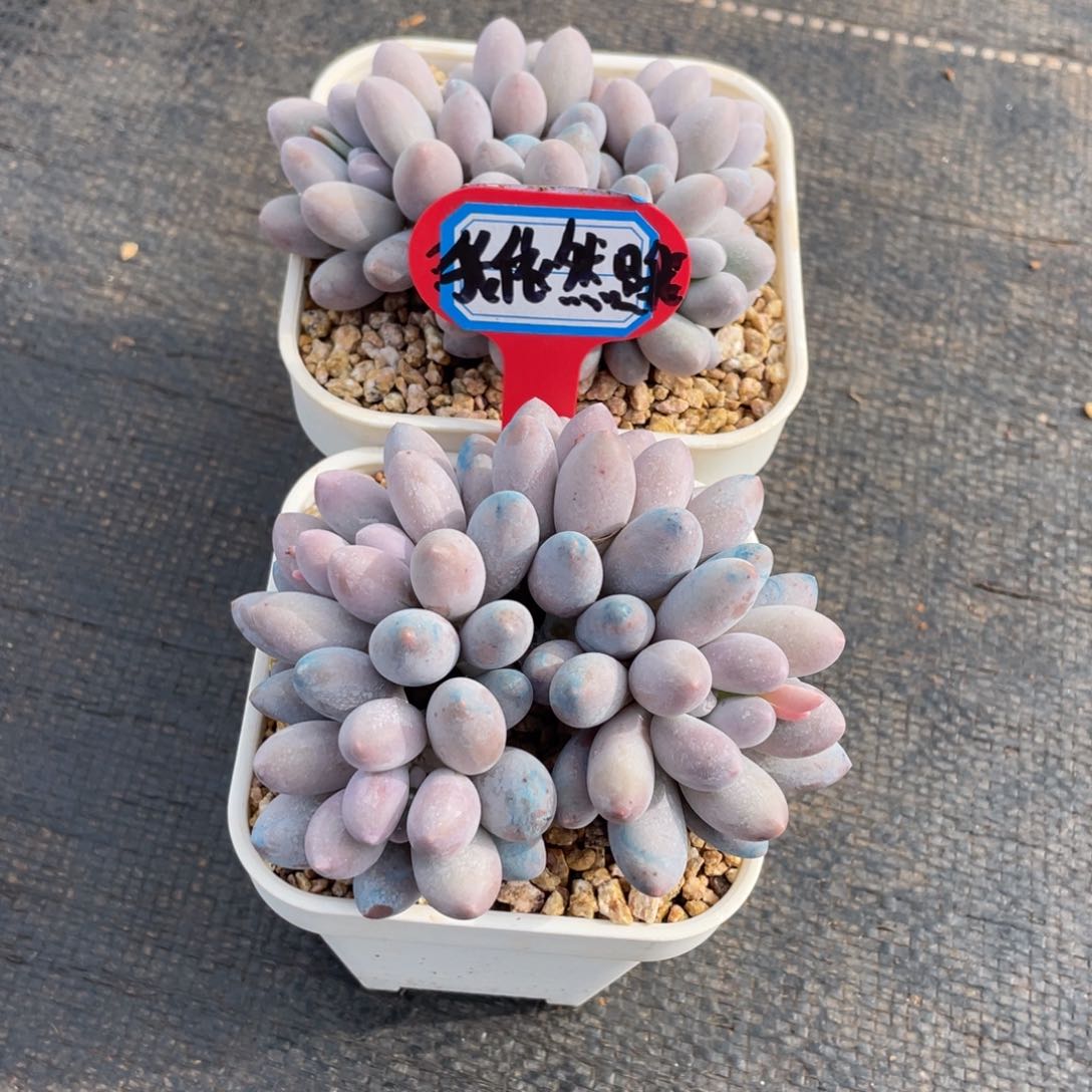 我***我多肉植物2684569