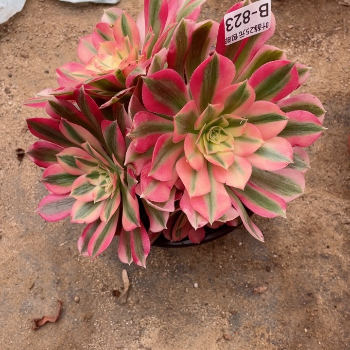 我**家823女巫多肉12345678