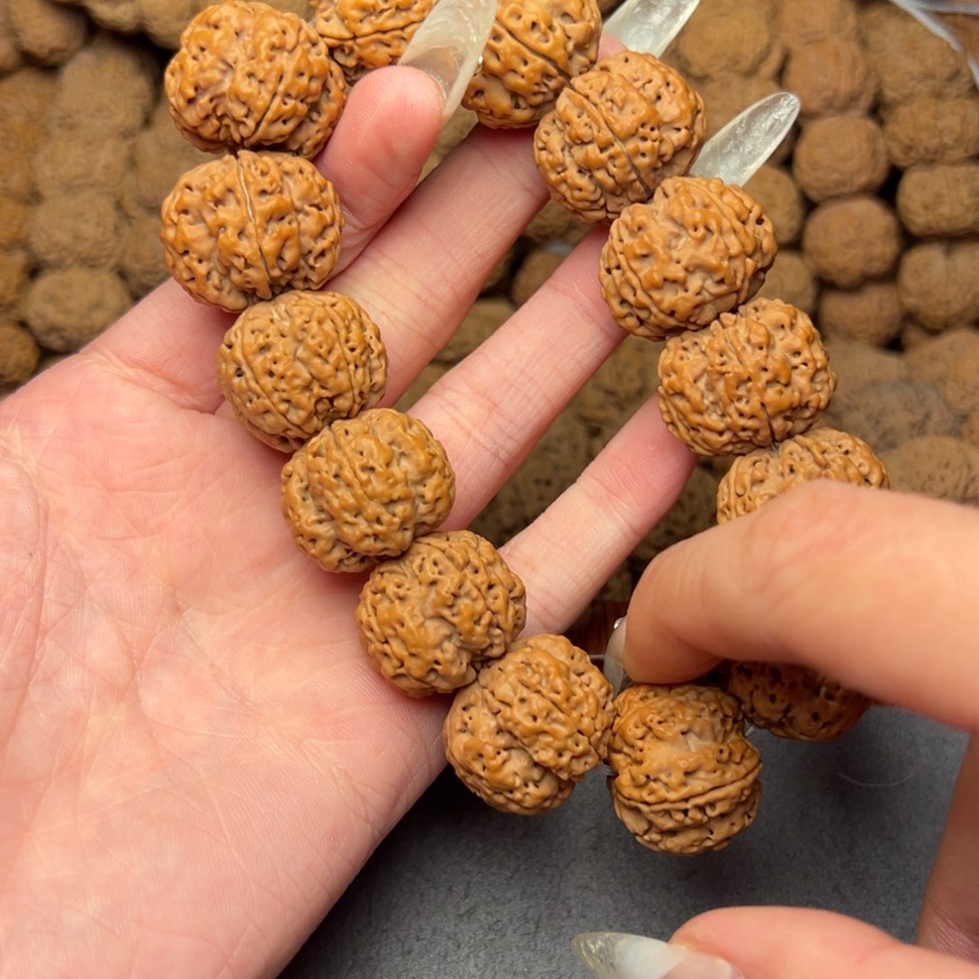 菩提13号尼泊尔大金刚23梅花