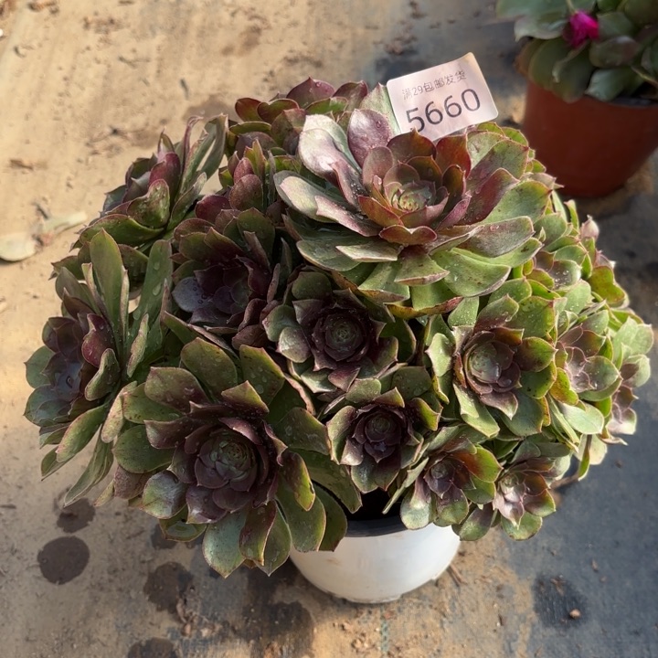 万圣节多肉法师5660