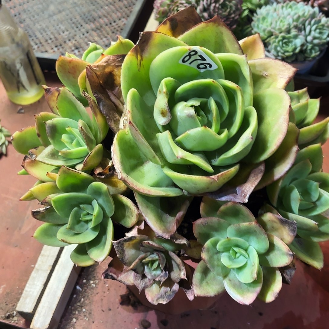 狮子王，钩子哥福利专场876