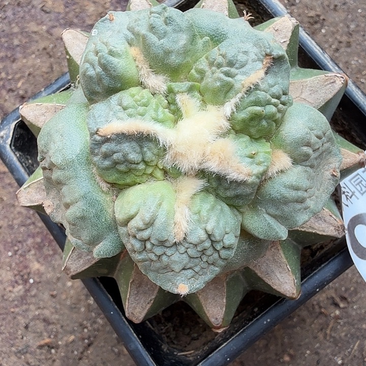 无花朵958白肌哥怒牡丹东三