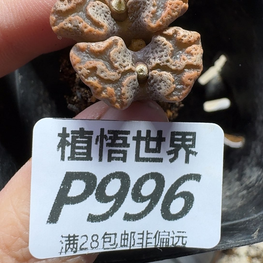 多肉植物的人生ghjn