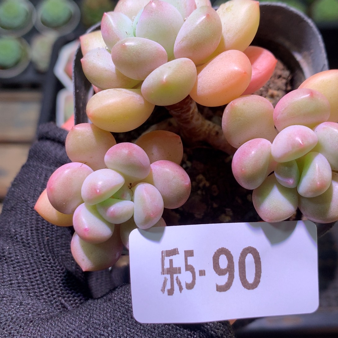 乐然 5-90 泡泡糖 