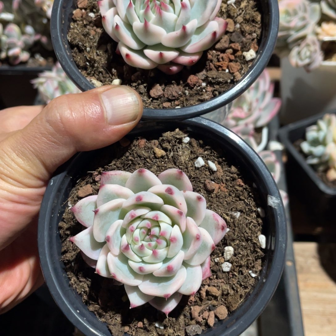 航****厂淘多肉吉娃娃两个