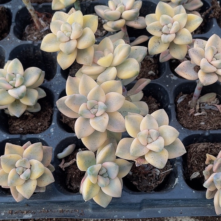 小美杏锦1元带土发货