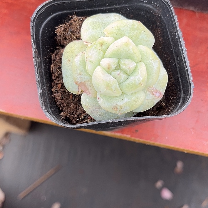 甜***柚多肉植物冰玉石化