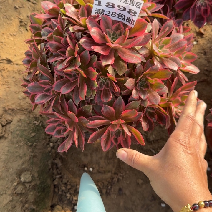 飞***飞1898二号棚浣纱多肉C