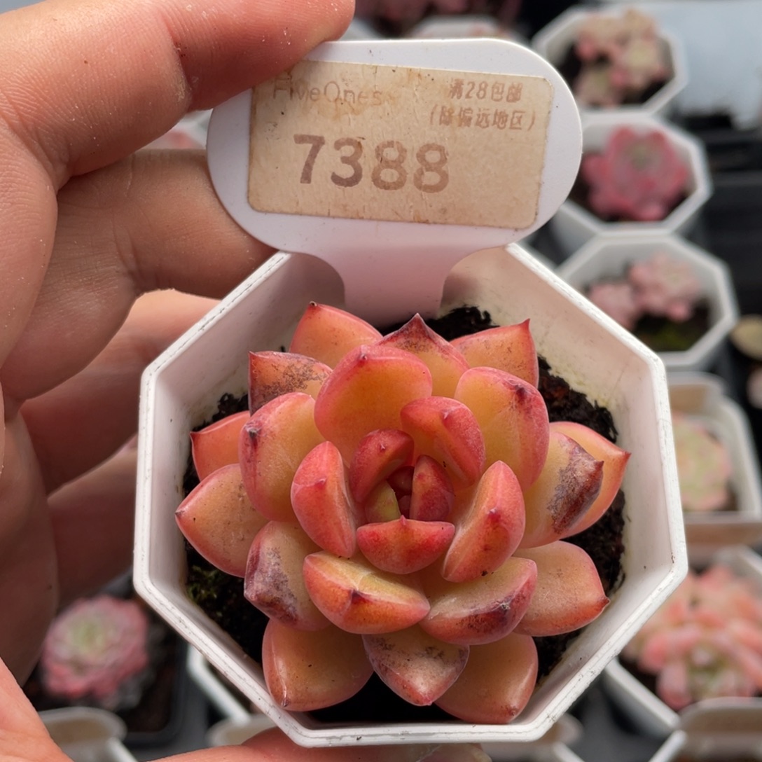 紫薇7388-6.0厘米