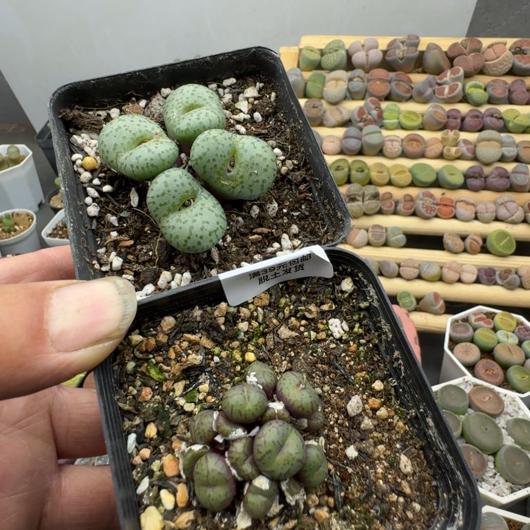 868多肉哈哈哈哈哈哈