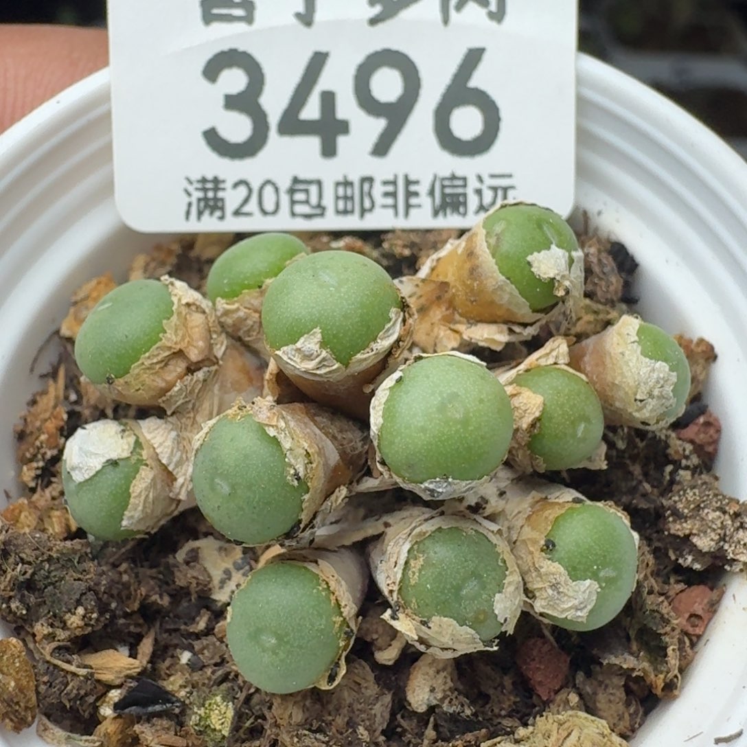 紫花小饼带盆土                   