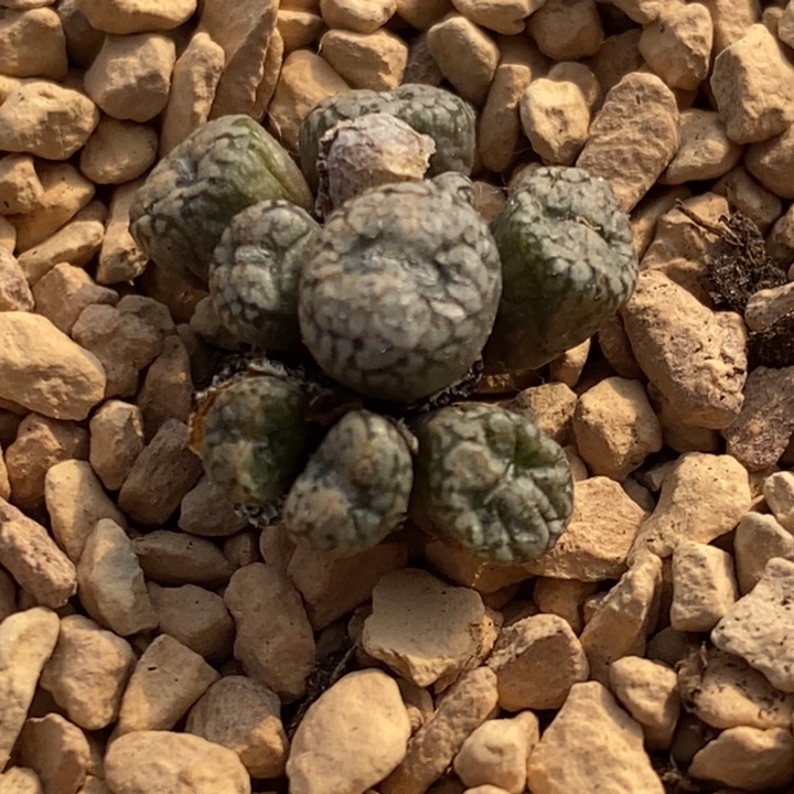 1764康普提一群一群