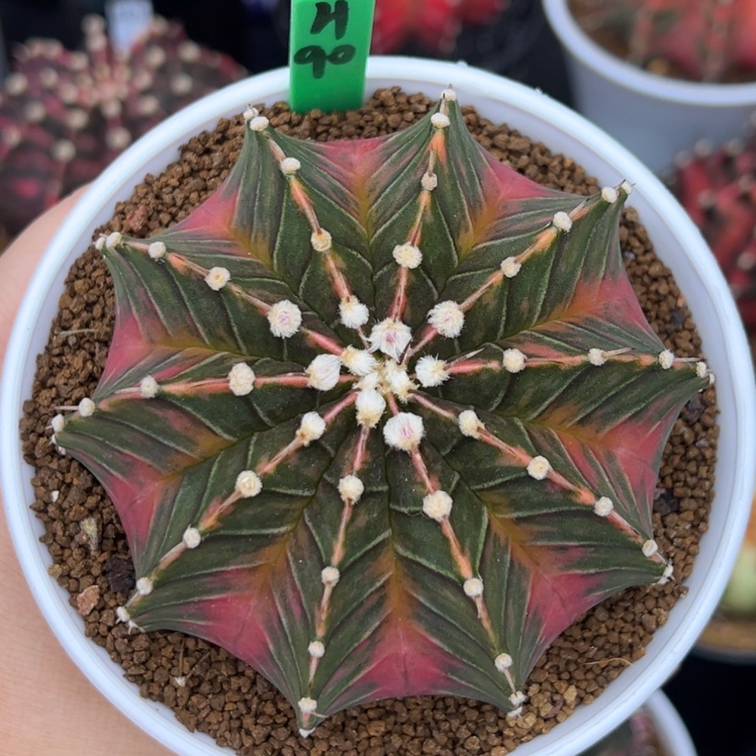 H90实生肋骨锦，大豪臀