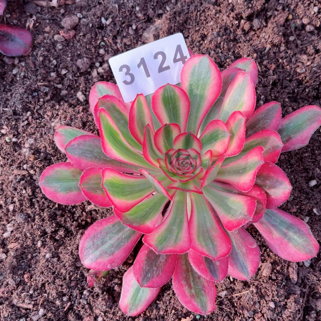 初恋多肉28包邮发货