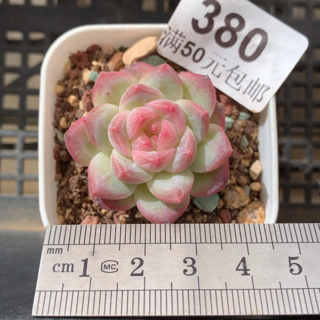 380。奶桃汽水。     