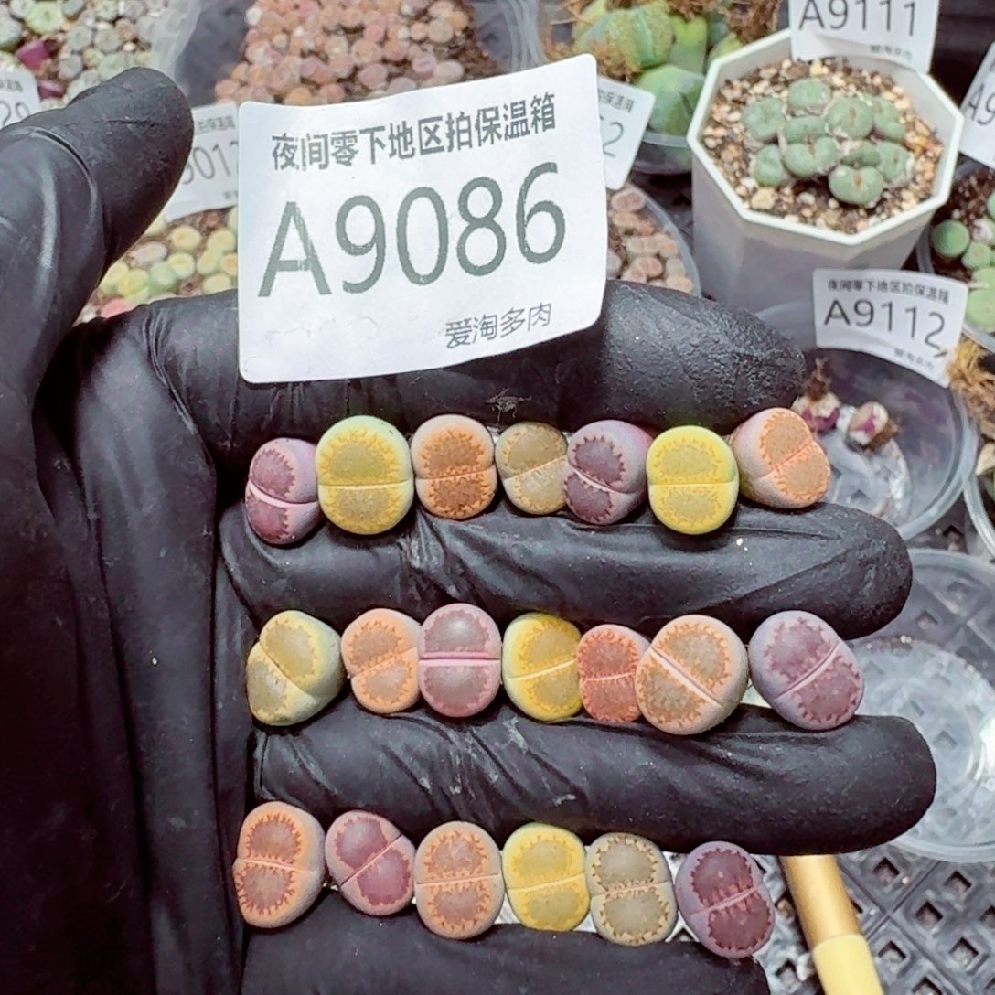 9086––零下地区需拍保温箱