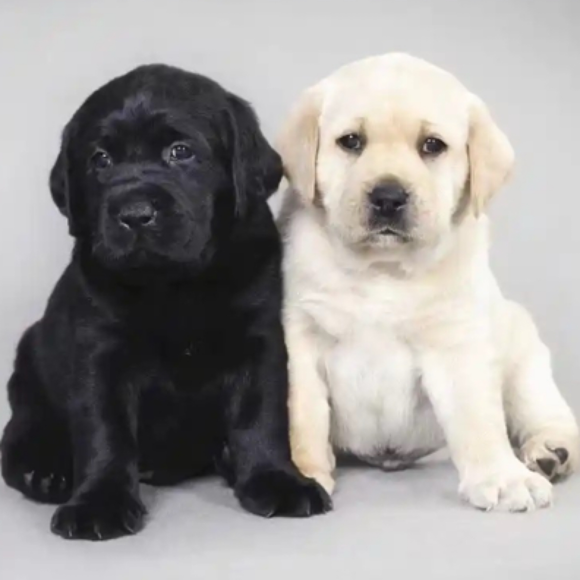 定制宠物相册影集