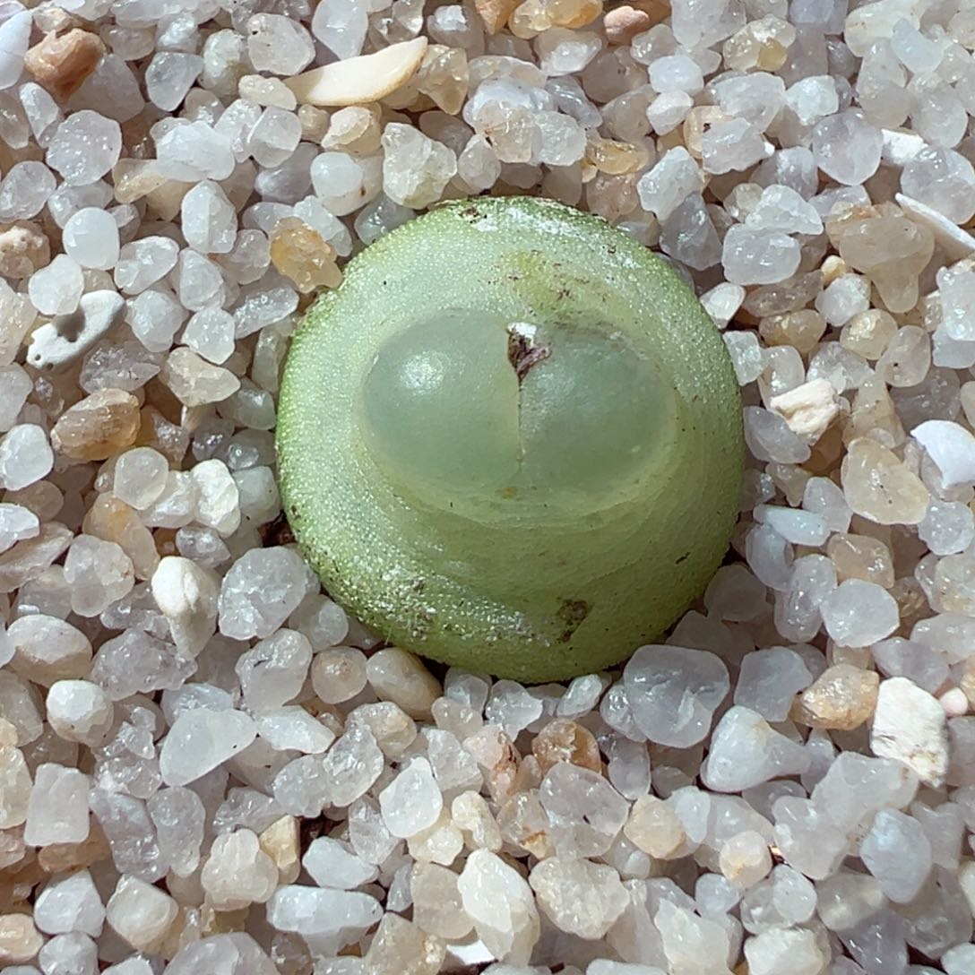 216-138多肉拉登多肉