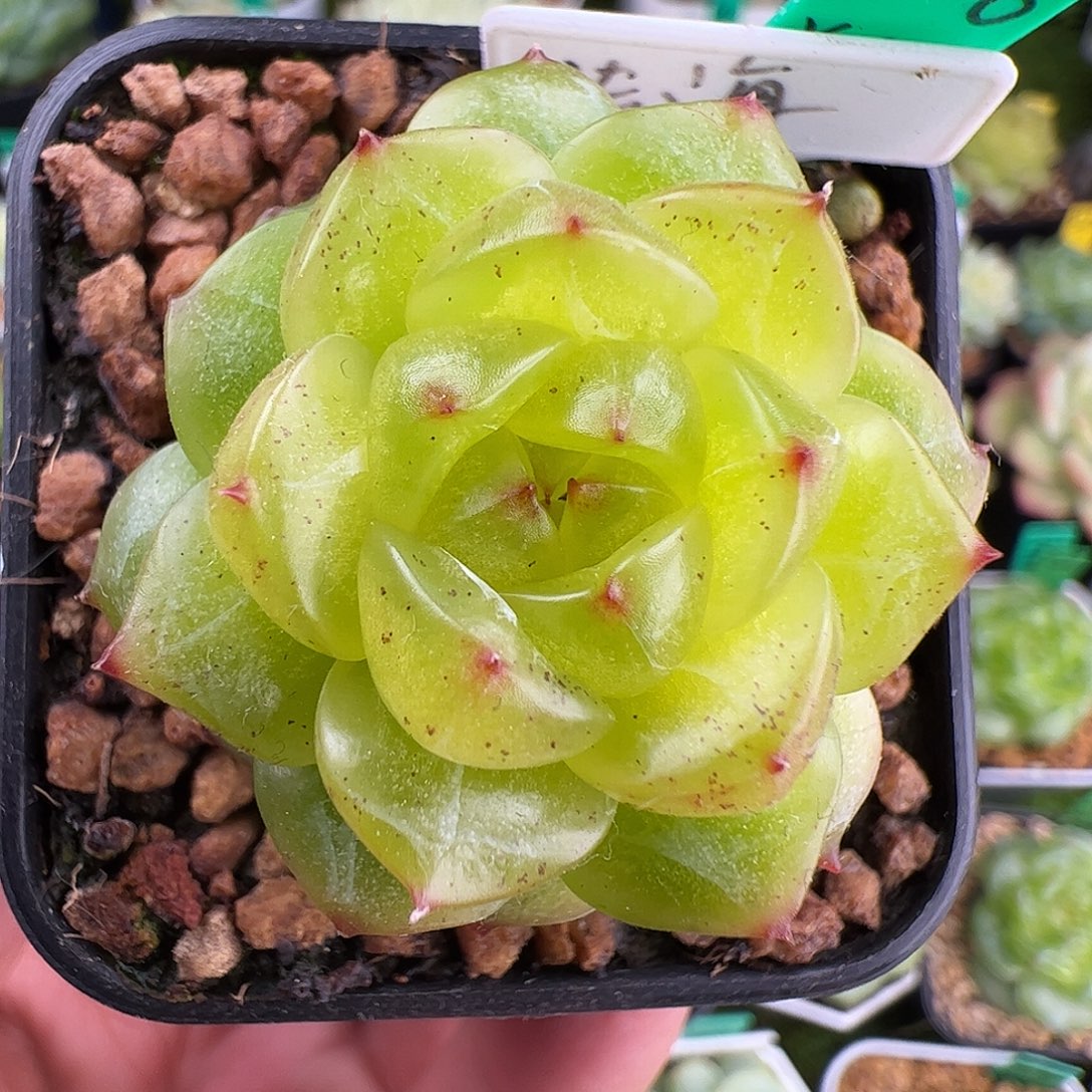 D008,新品首发，独家，法海，白蛇传系列