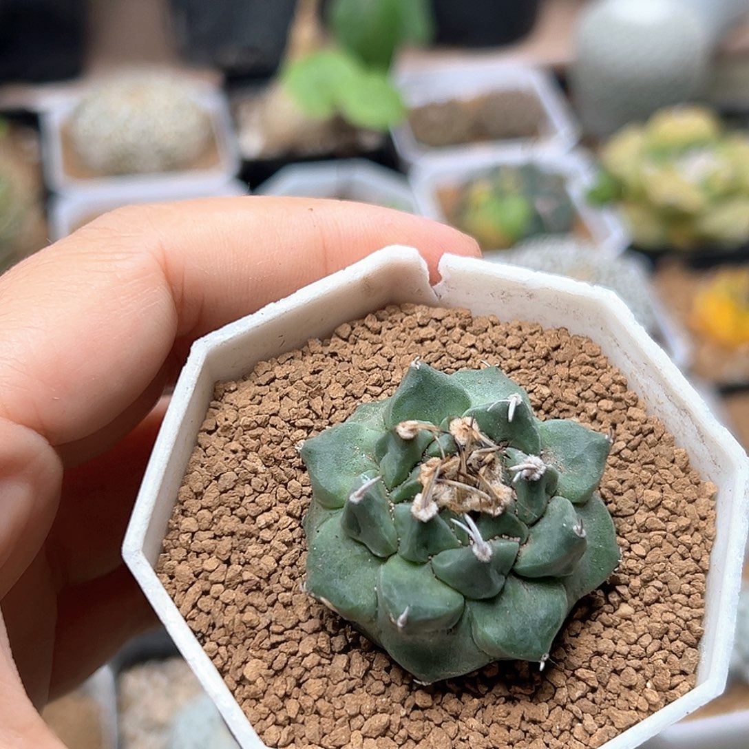 无花朵阿隆索赤花娇丽实生