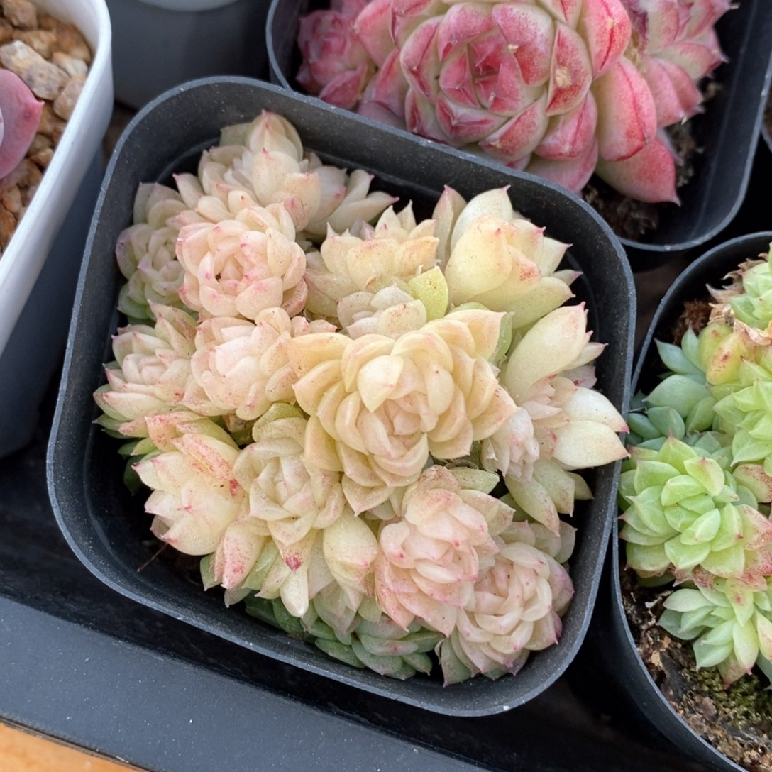 精品多肉一物一柏不包整385