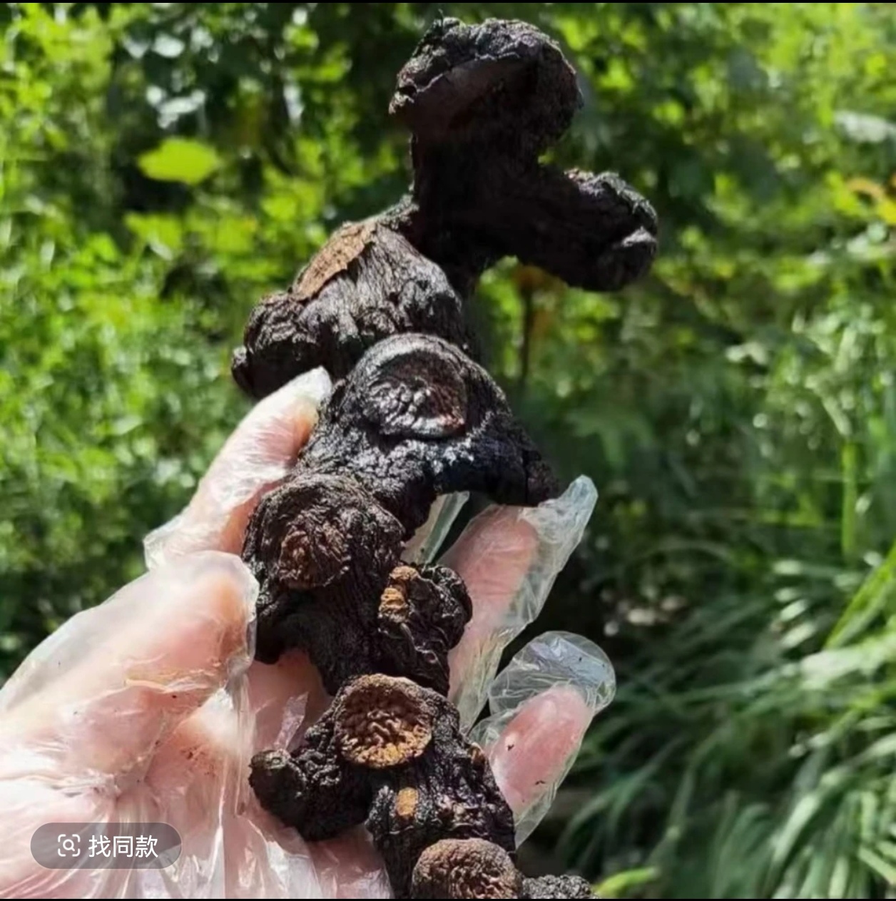 【深山土特产】农家传统工艺九晒可直接食用 泡水 泡酒 煲汤  1