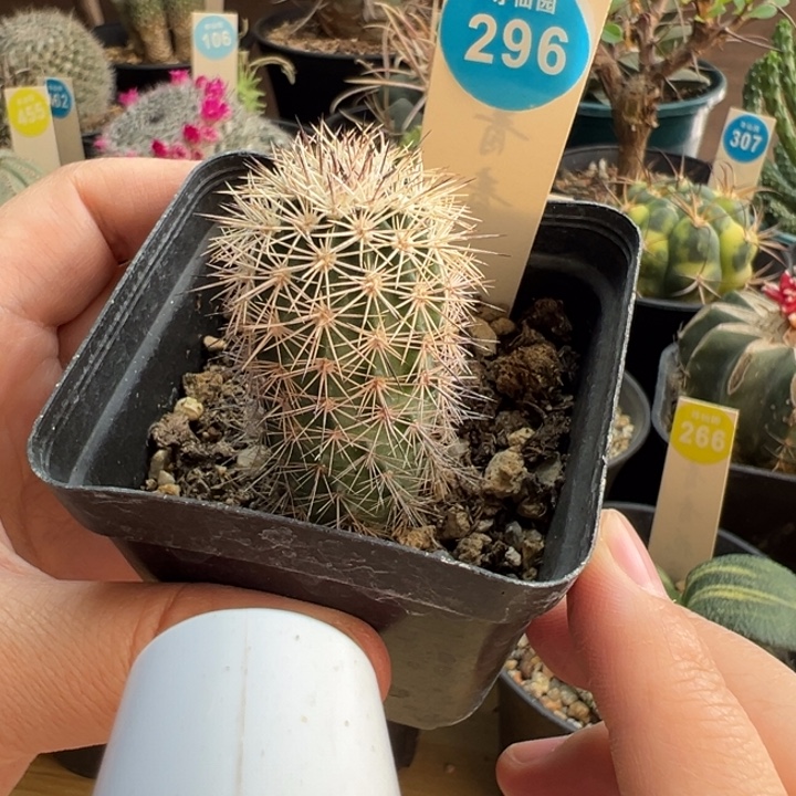 实生御旗虾一棵3688