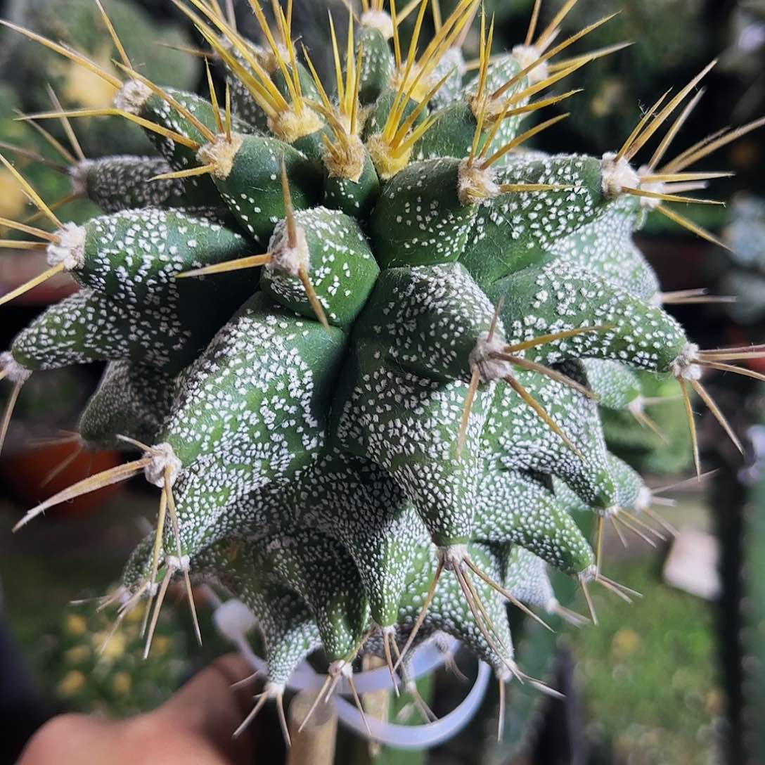 角尤般若889仙人球