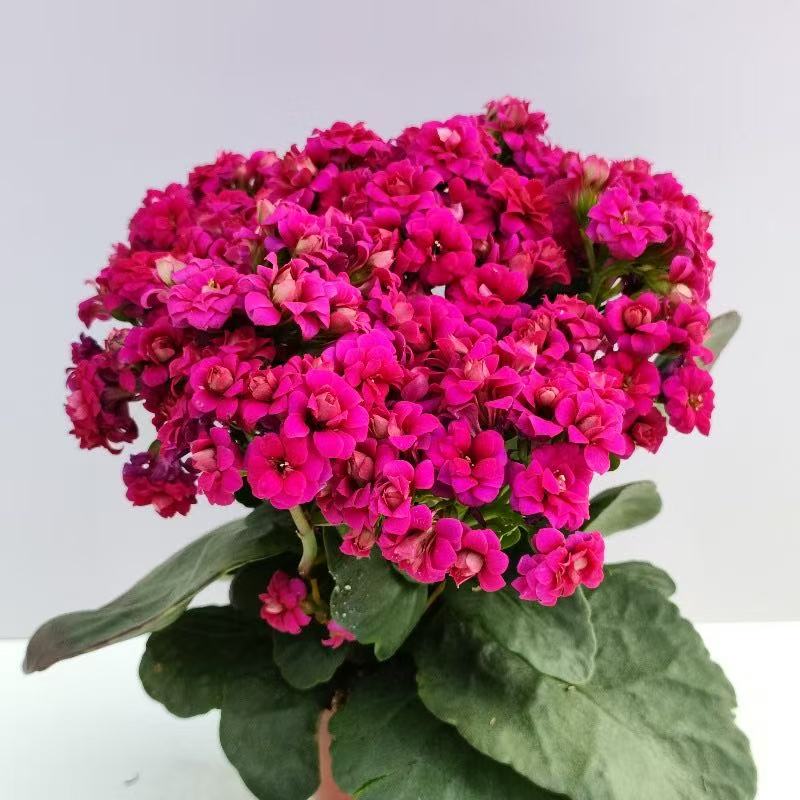 【梅花洛】110盆深紫长寿花