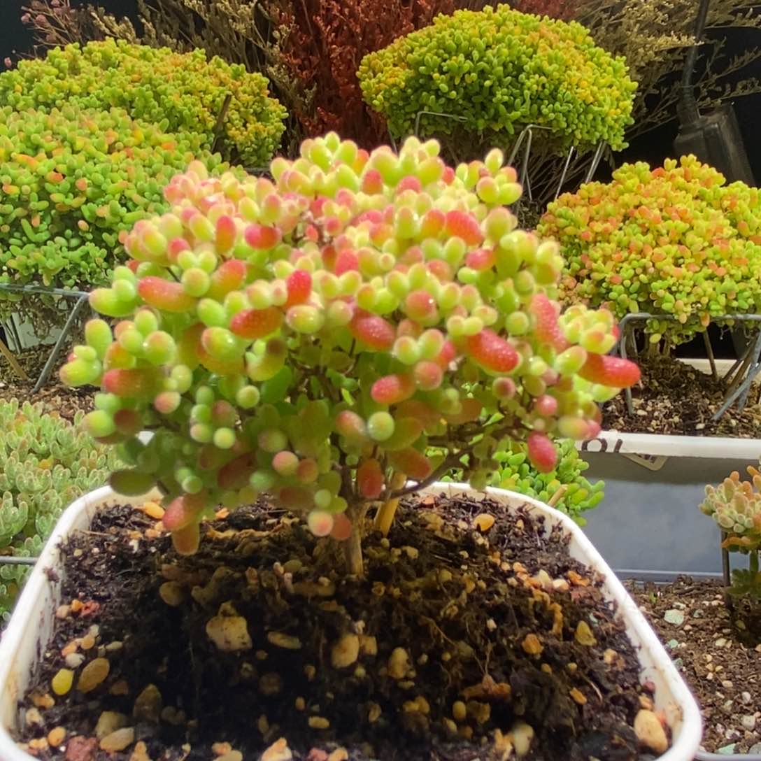 蜜桔干枝番杏930