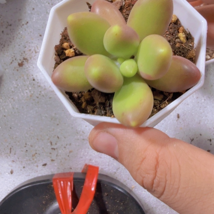 单头芒果奶酪一颗