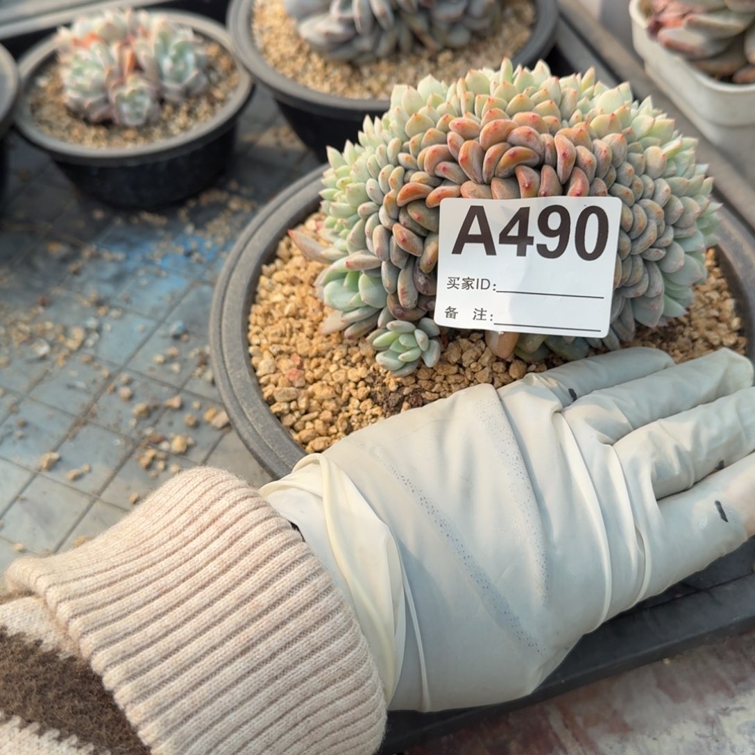 星影缀化呀呀呀呀