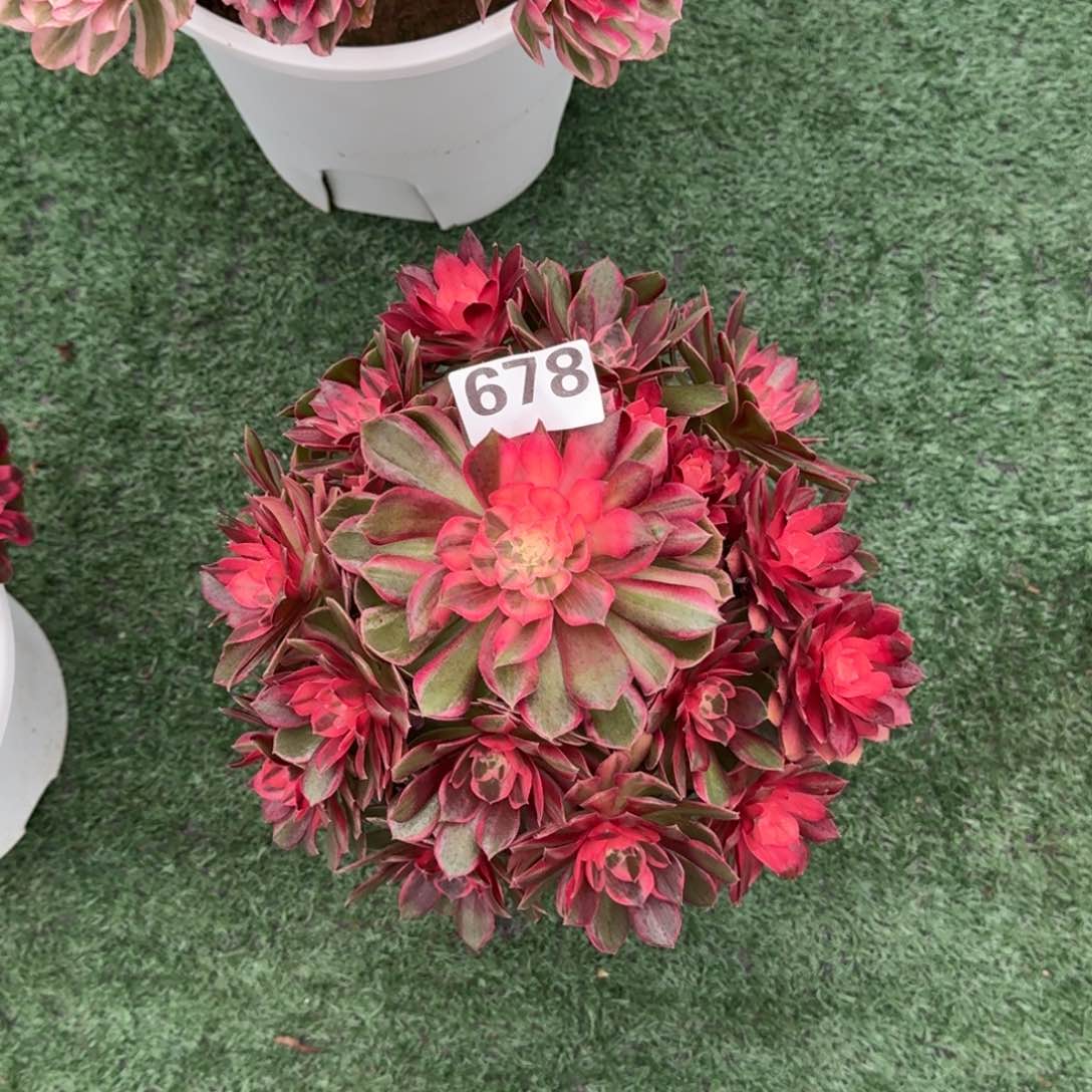 678！黑魔锦法师多肉植物