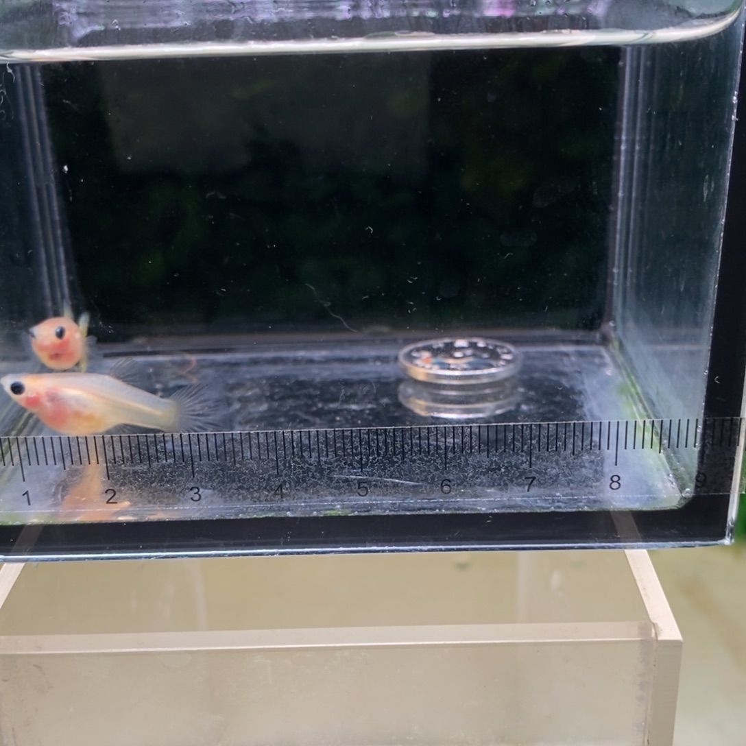 孔雀鱼蕾丝玻璃猫一对