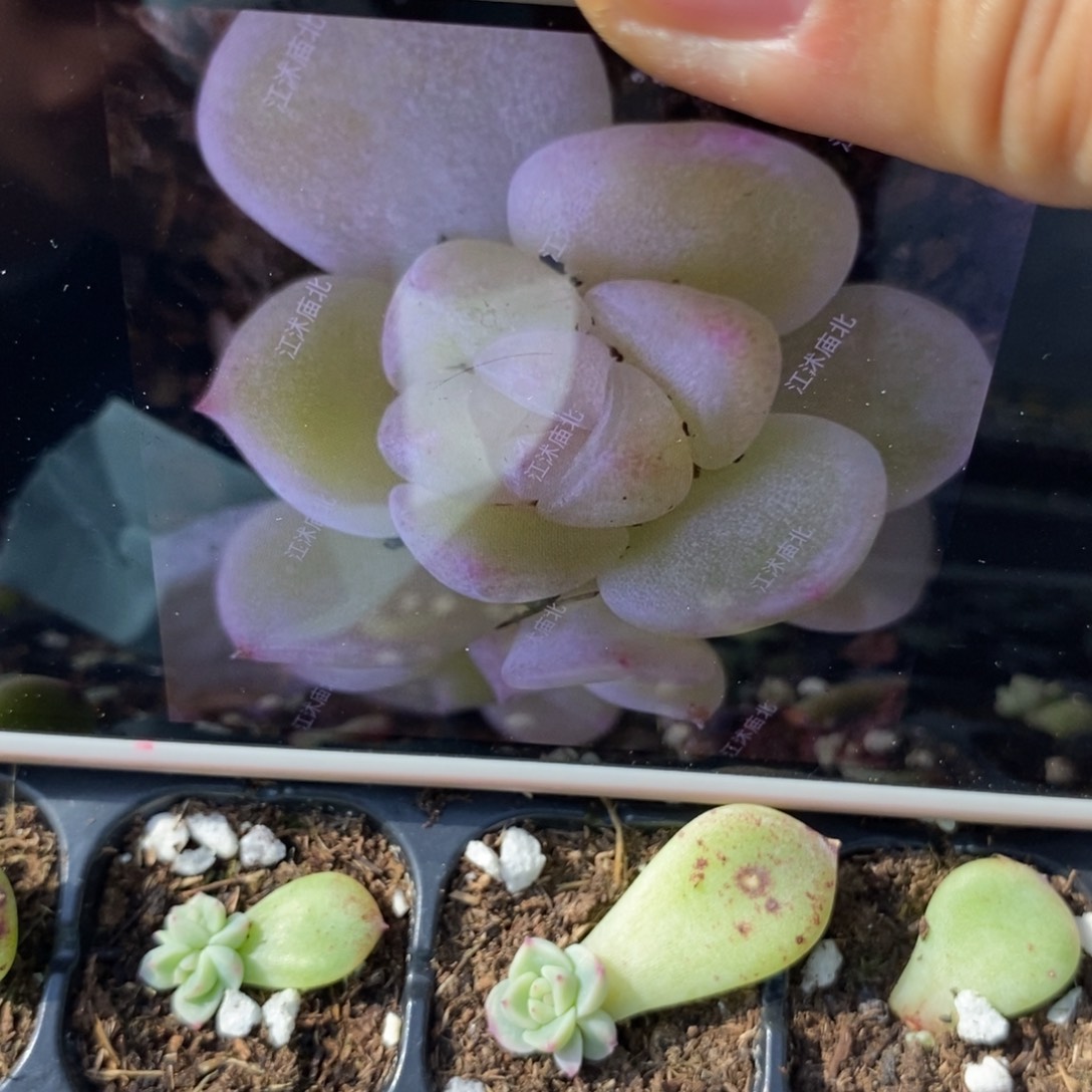 甜心193叶插苗2颗多肉