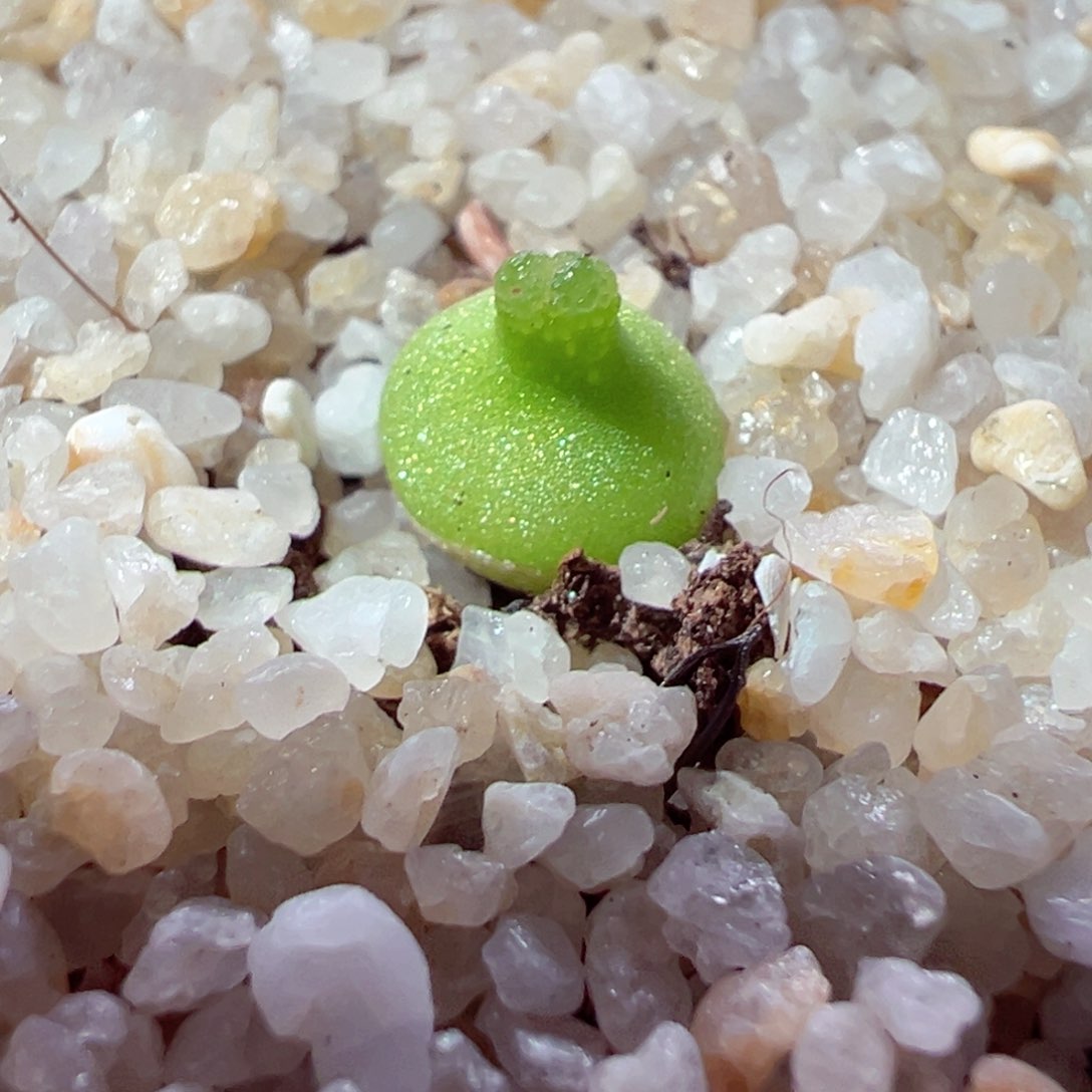 217-223多肉小葫芦