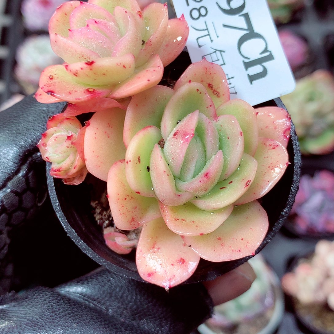 5厘米盆精控多肉197