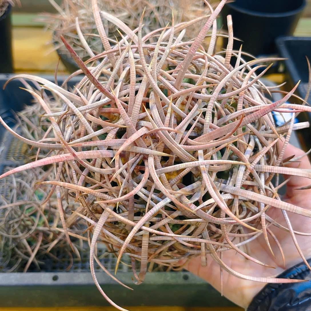 潮流植物狂刺大龙冠