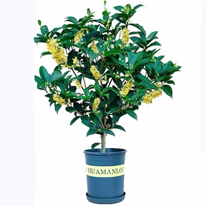 桂花树苗四季桂盆栽可食用开花不断室内阳台庭院浓香型花卉植物
