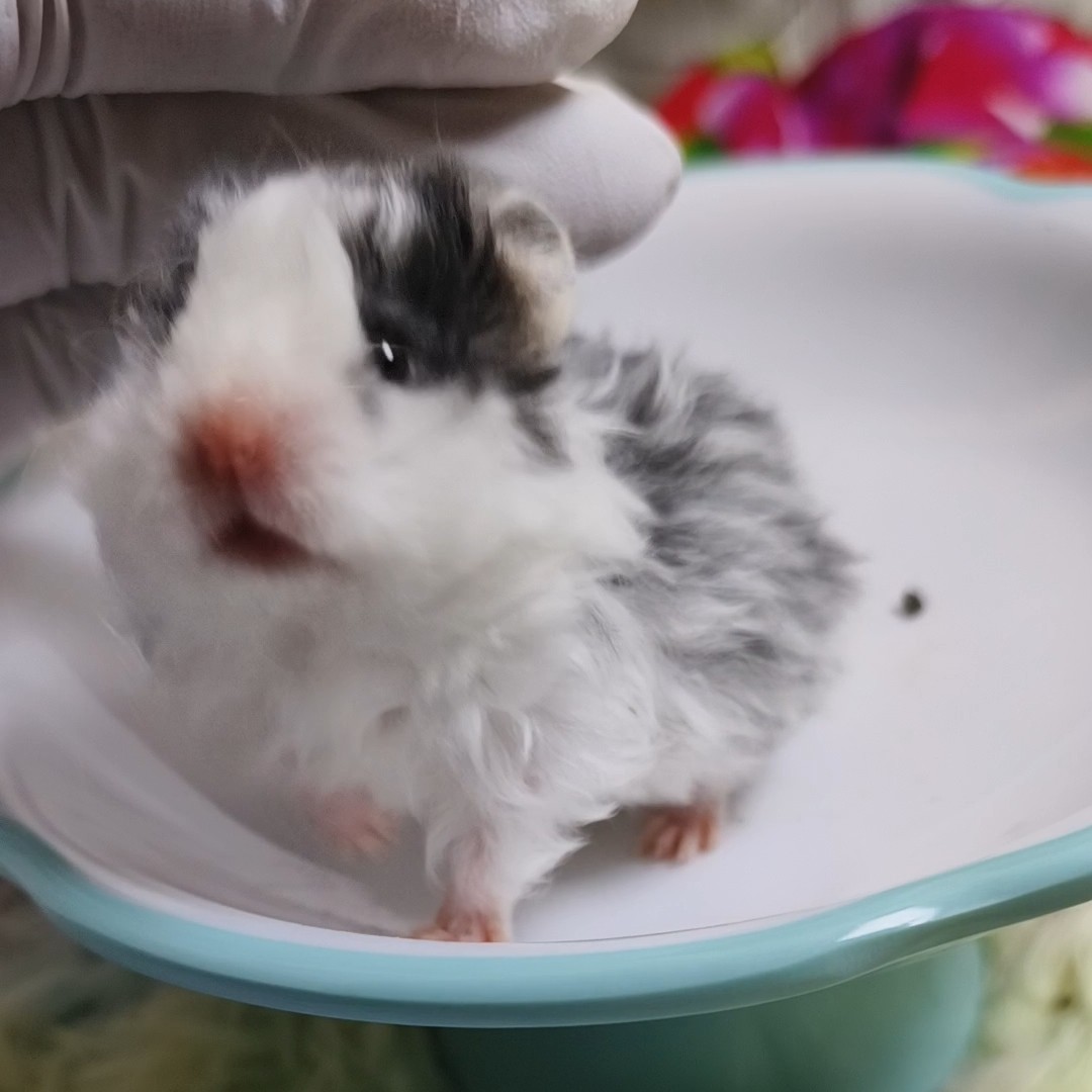 波利卷毛金丝熊98